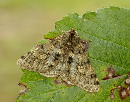 Taking wing in winter | Cheshire Wildlife Trust